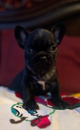 Buy French Bulldog beautiful black coat frenchie for sale in your area