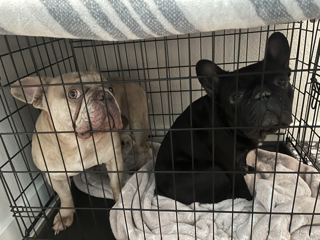 French Bulldog – two French bulldogs, Pluto, and Chanel – Austin