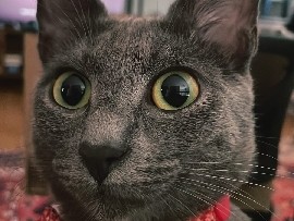 Russian Blue/American Shorthair
