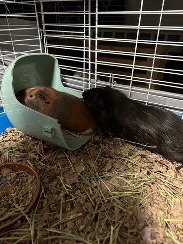guinea pig – 2 Male Guinea Pigs for Sale