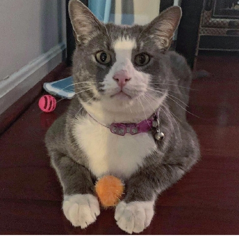 American Shorthair – Available Right Now