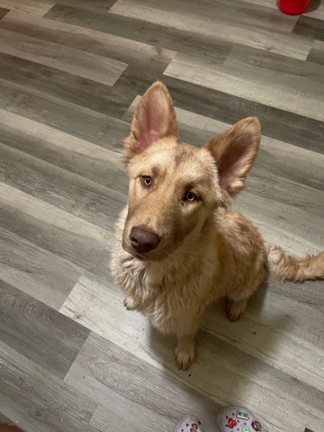 German Shepherd – Rehoming