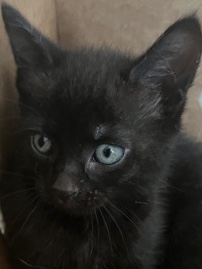 Newborn Cat