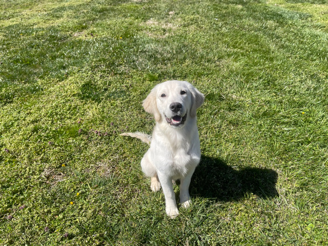 Golden Retriever – 1 year old golden retriever