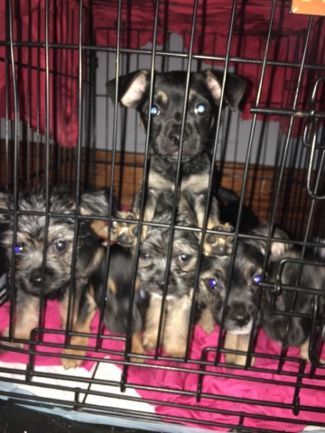French Bulldog – yorkie&&Frenchiemix