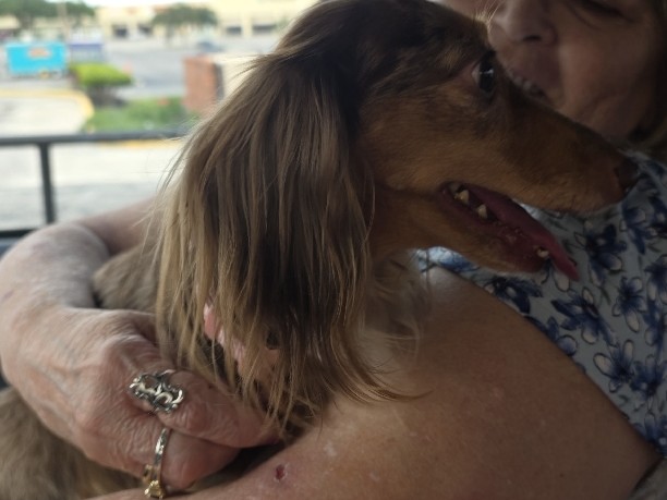 Dachshund – Female mini Dachshund – San Antonio
