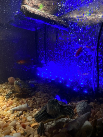 Any – 5redeyed turtles & 4 goldfish tank & food included