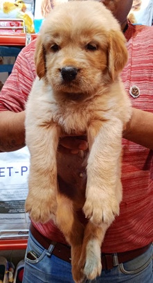 Golden Retriever – Golden retriever Charlie 45 days old for sale