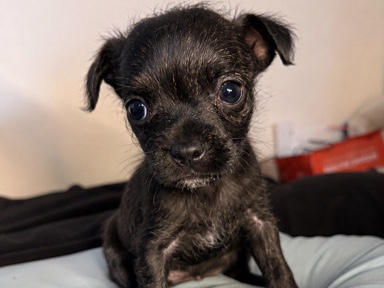 Mixed Breed – 🐾💗 MEET CRAZY K — OUR LITTLE BALL OF ENERGY! 💗🐾 – Los Angeles