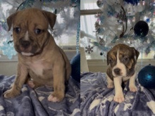Olde English Bulldogge - english bulldog/bully mix available for adoption in Fort Worth