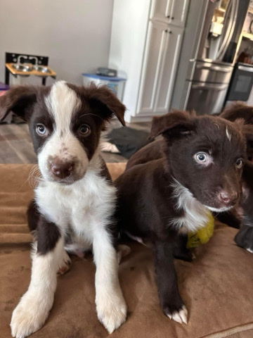 Australian Shepherd – Aussie pups!
