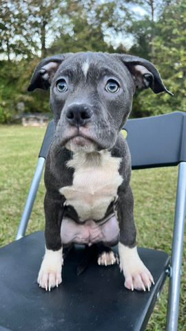 American Bulldog – I am a breeder