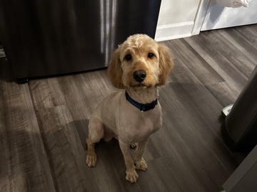 Golden doodle – Winchester
