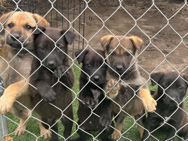 German Shepherd – Puppies for sale