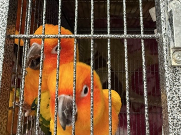 Sun Conure – sunconure pairs – Edison