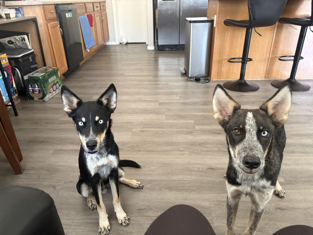 Australian Cattle Dog – Australian Cattle Dog for Rehoming – Avondale – Avondale
