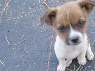 Chihuahua – Chihuahua mix male puppies