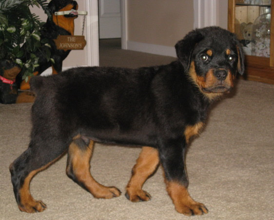 Rottweiler – sell