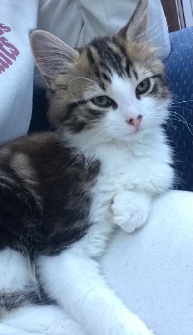 British Longhair – sabri the fluffy kitty