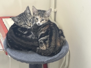 Others - kittens available for adoption in London