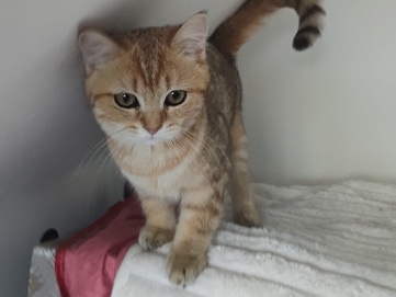 British Shorthair – 🐾 Liebevolle Katzen suchen ein schönes Zuhause 🐾 – Köln
