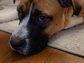 American Bulldog – Legend – West Seneca