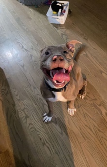 American Pit Bull Terrier – ACE FOR SALE (need him gone ASAP)