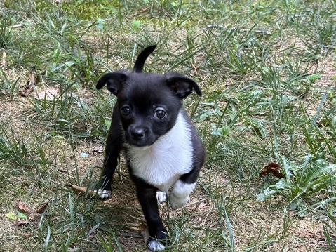 Chihuahua – Male Purebred Puppy Chihuahua