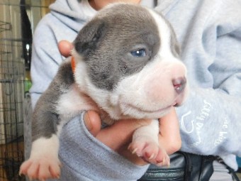 American Bulldog – Champion Stacked American Pocket Bullys