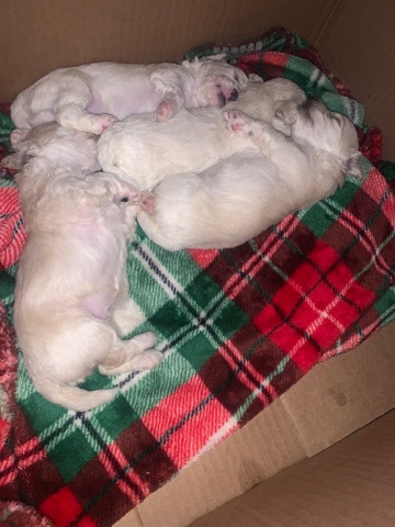 Maltese – Pure Maltese Puppies-Call/Text ***-2132