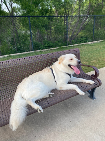 Great Pyrenees – Great Pyrenees