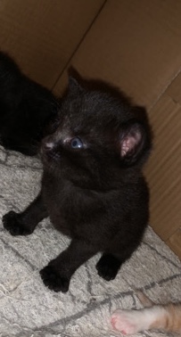 British Shorthair – Female Kitten for Sale