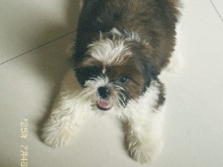 Shih Tzu – A Cute Female Shih Tzu Dog for Sale – Parbhani
