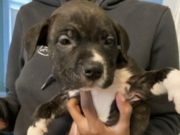 Pit Bull – pit bull