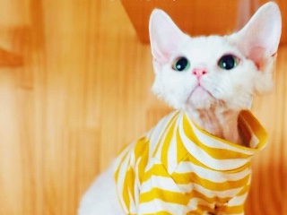Devon Rex – Pure white Devon cat – 埃尔蒙特
