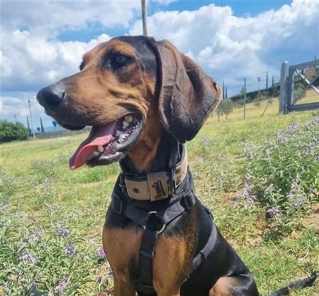 Bello looking for home