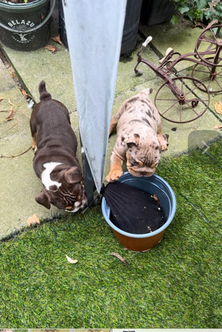 Bulldog – 2 British Bull dogs puppies for sale