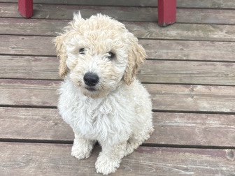 Goldendoodle – 10-week-old female F1B Standard Goldendoodle – Palmer