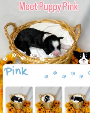 Portuguese Water Dog – Puppy Pink Female