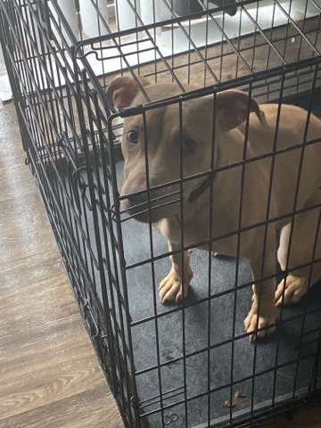 American Pit Bull Terrier – her name is Nyla