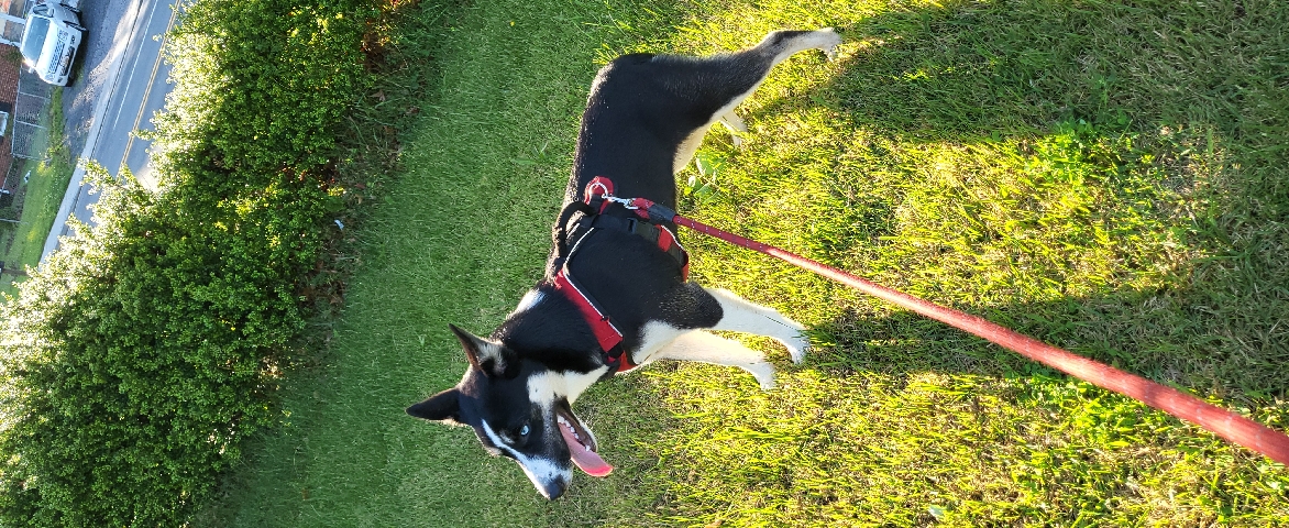 Siberian Husky – husky