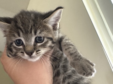 Russian White, Black and Tabby – kittens – Port Saint Lucie