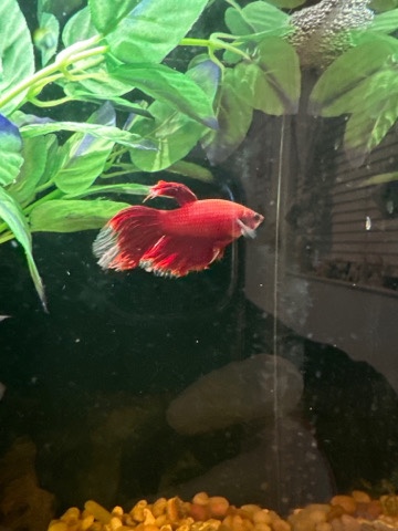 Betta – Giving Away my Betta “Friday”