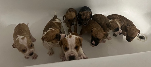 Jack Russell Terrier – Puppies ready for a loving, and forever home