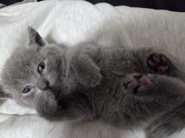 British Shorthair – Katze britisch kurzhaarig grau – Singen (Hohentwiel)