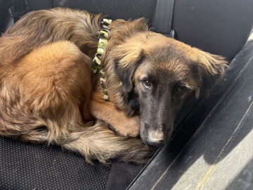 Belgian Shepherd Dog (Malinois) – rehoming – Colton