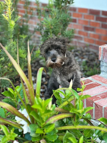 Miniature Schnauzer – rehoming Male pure Breed mini schnauzer