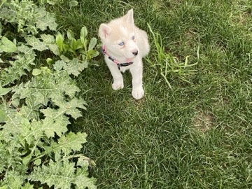 Siberian Husky – husky Sibirya kurdu dişi  aşırı tatlı yavrumuz – Gaziemir