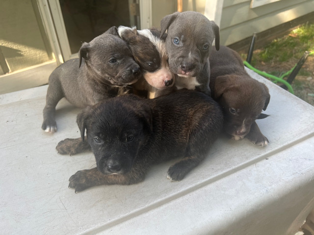 Labrador Retriever – Labrador/Pitbull Puppies
