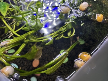 Mystery snails – Milwaukee